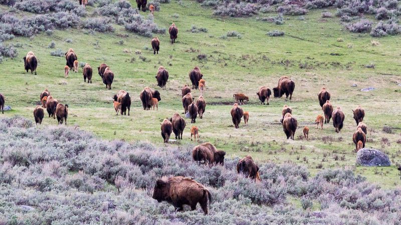 Early Efforts In Yellowstone