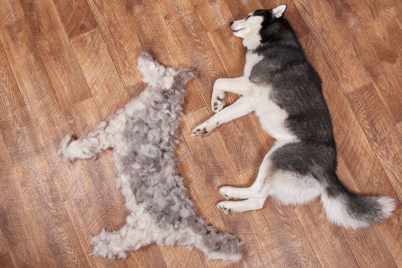 Challenges Of Owning A Husky In California