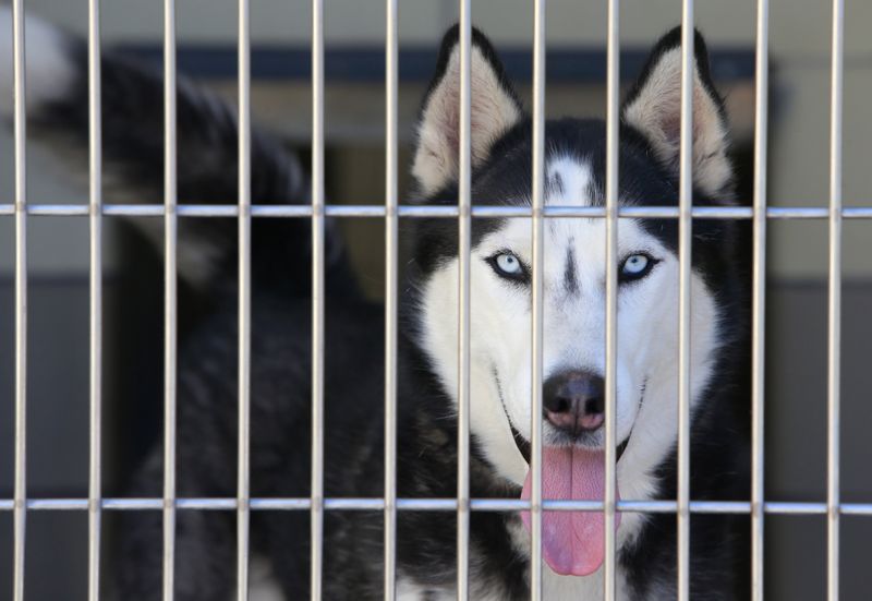 Are Huskies Here To Stay In CA?