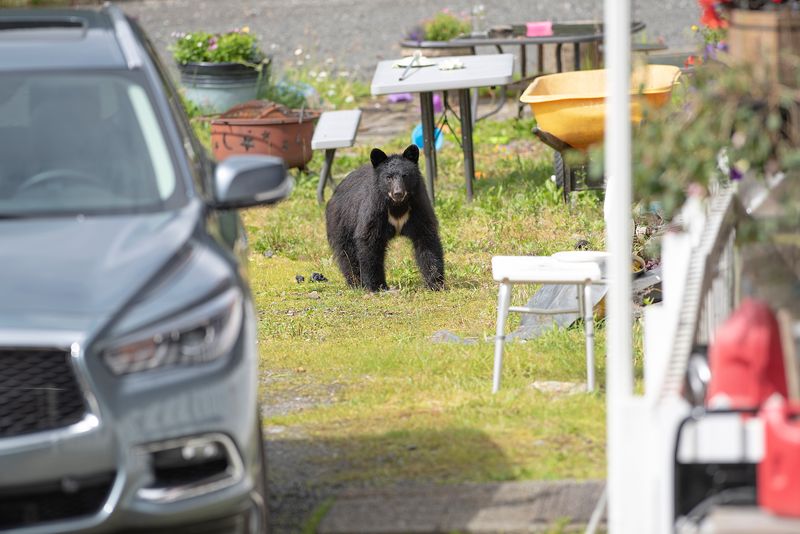 Human-Bear Interactions