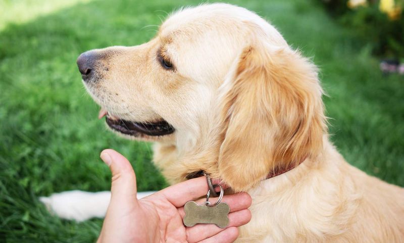 What To Do If Your Dog Runs Away