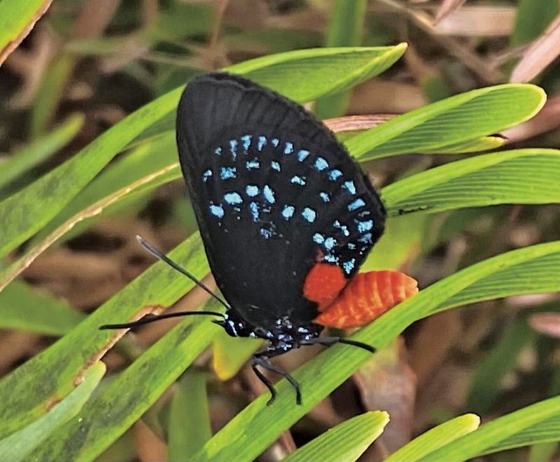 What The Return Of The Atala Butterfly Means For Conservation Efforts
