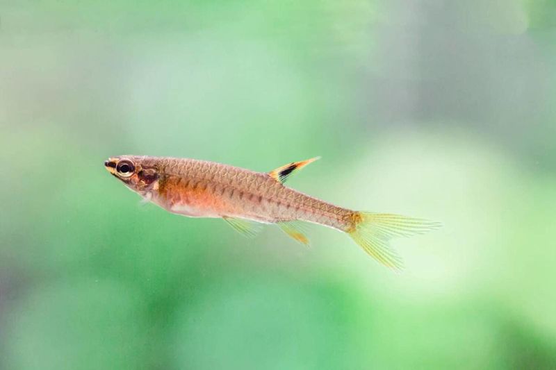 Splash Tetra Can Leap Out of Water
