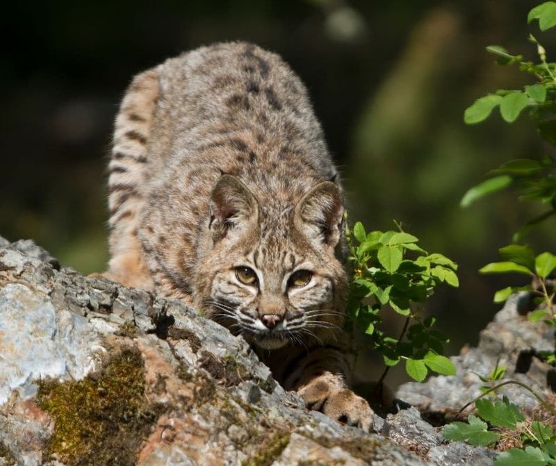 Alabama – Bobcat