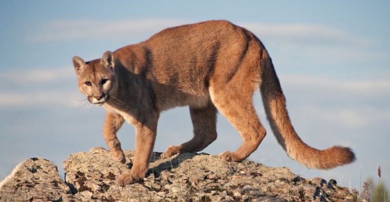 The Largest Wild Cats Ever Spotted In These U.S. States