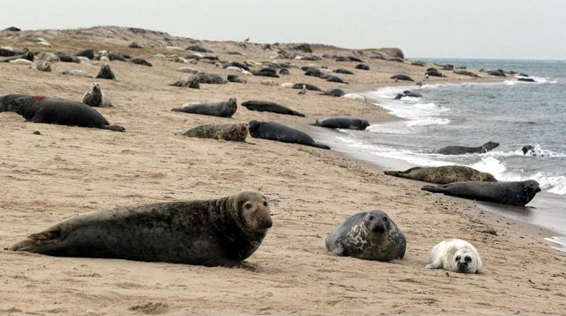 The Role Of Seal Pups In Massachusetts' Marine Ecosystem