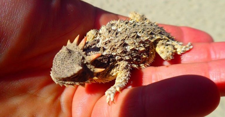 The Lizard That Can Shoot Blood From Its Eyes, Here’s Why It Does It