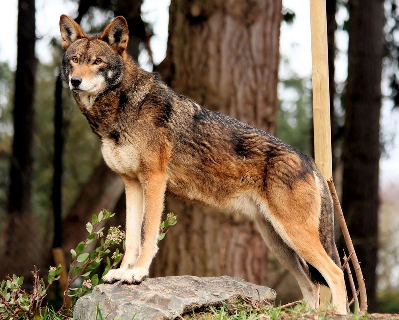Versatile Hunters Of The Coastal Plain