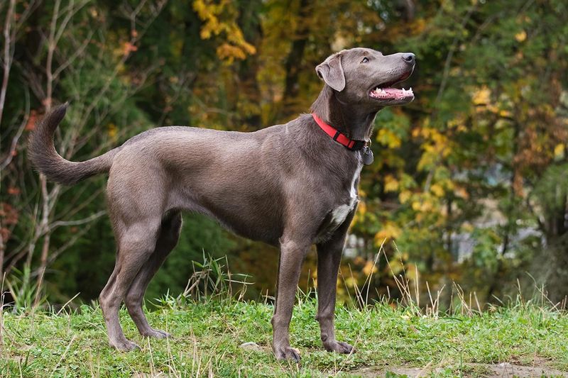 Blue Lacy