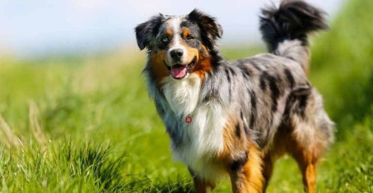 The Most Adopted Dog Breeds In Texas For 2025 So Far