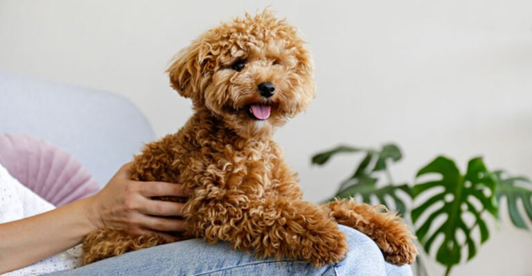 The Most Adorable Lap Dog Breeds You’ll Want To Snuggle With