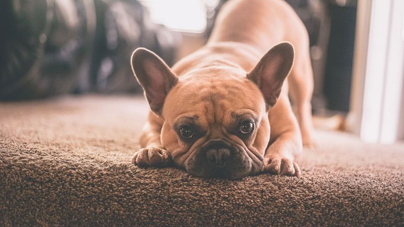Fact #1: French Bulldogs Are Perfect For Apartment Living
