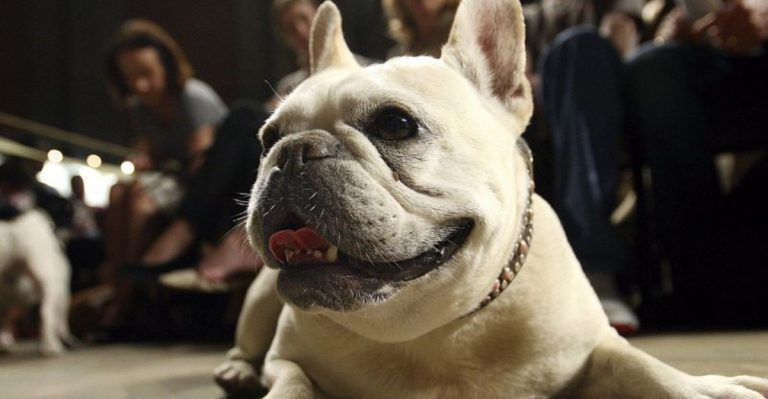 The One Dog Breed New York Owners Can’t Get Enough Of And Here’s Why