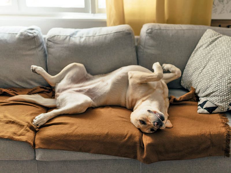Rolling Over And Showing Their Belly (But Not Wanting A Belly Rub)