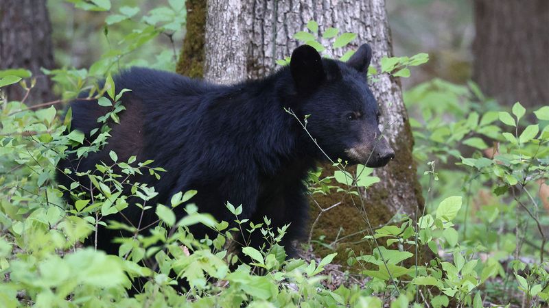 Why Are Black Bears Moving Into Suburban Areas?