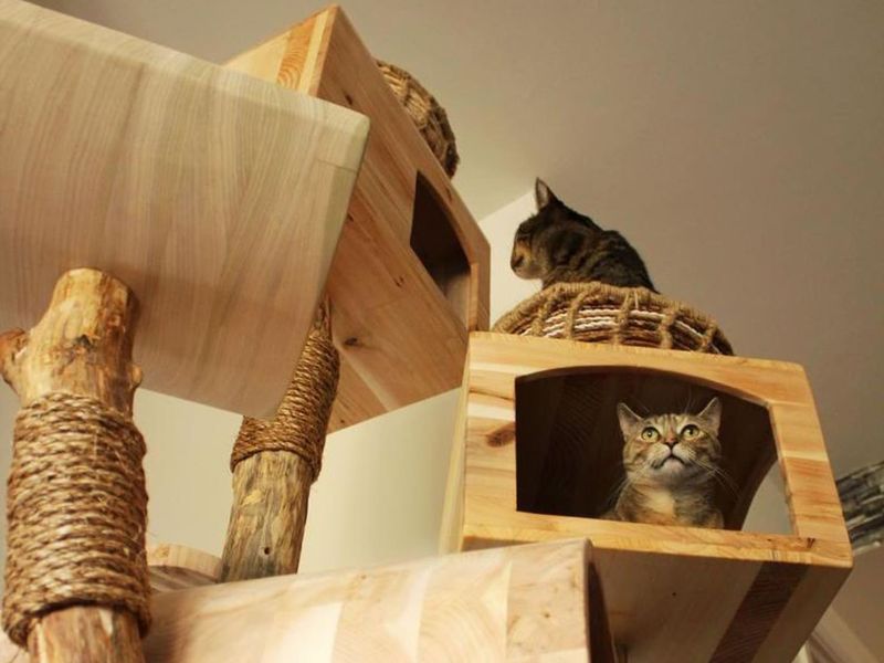Custom Cat Furniture And Accessories
