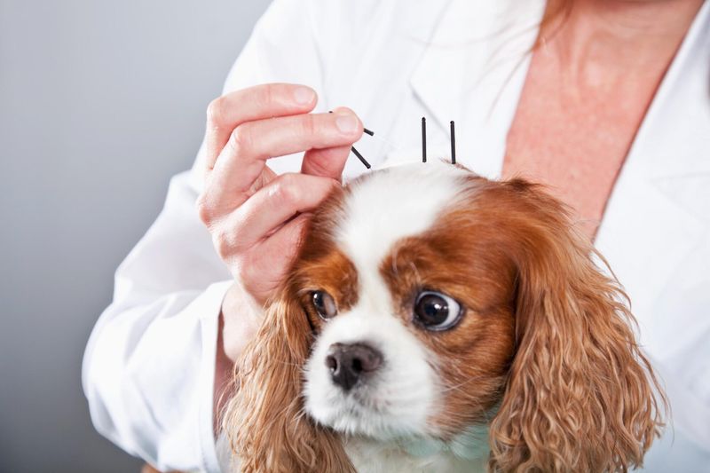 Health-Conscious Pet Care