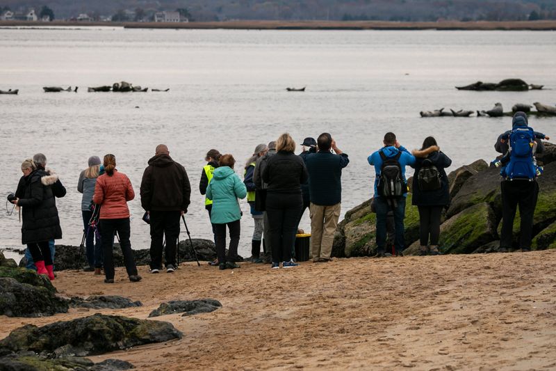 How To Safely Observe Seals From A Distance