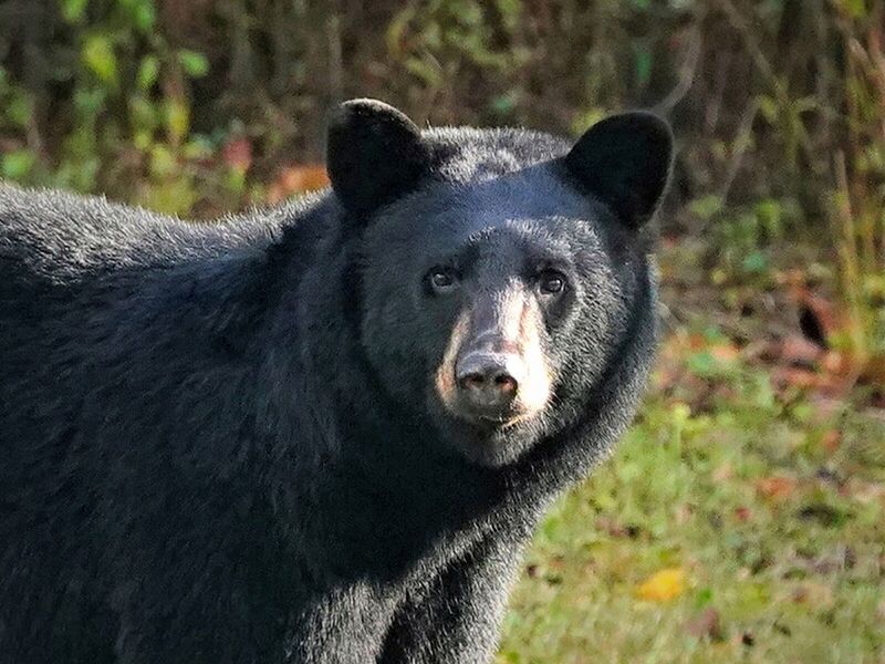 When Are Black Bears Most Likely To Be Seen?