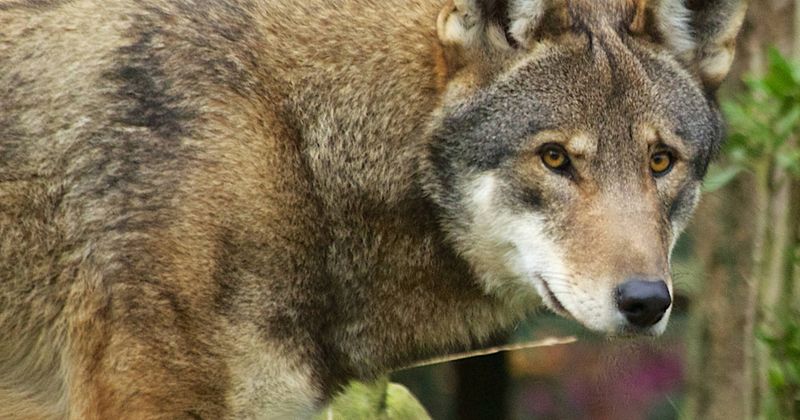 What Happened To The American Red Wolf?