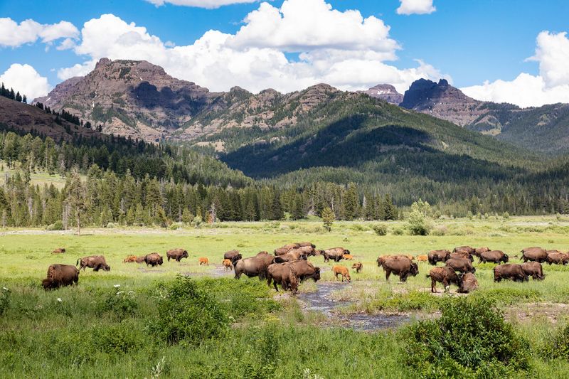The Ecological Importance Of Bison In Yellowstone