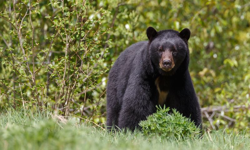 Public Awareness And Educating Communities On Bear Safety