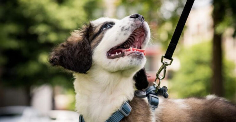 The Rule Of Sevens Is A Puppy Training Trick Every Dog Owner Should Know About