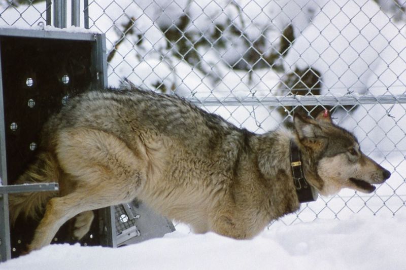 Tracking The Wolves: How Scientists Discovered The Pack
