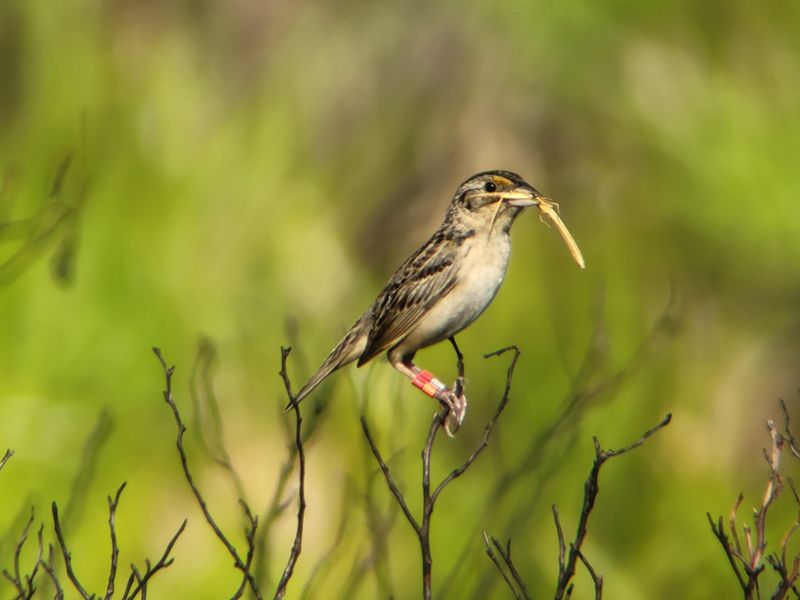What Is The Florida Grasshopper Sparrow?