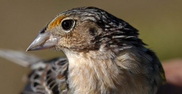 The Surprising Comeback Of America’s Most Endangered Songbird