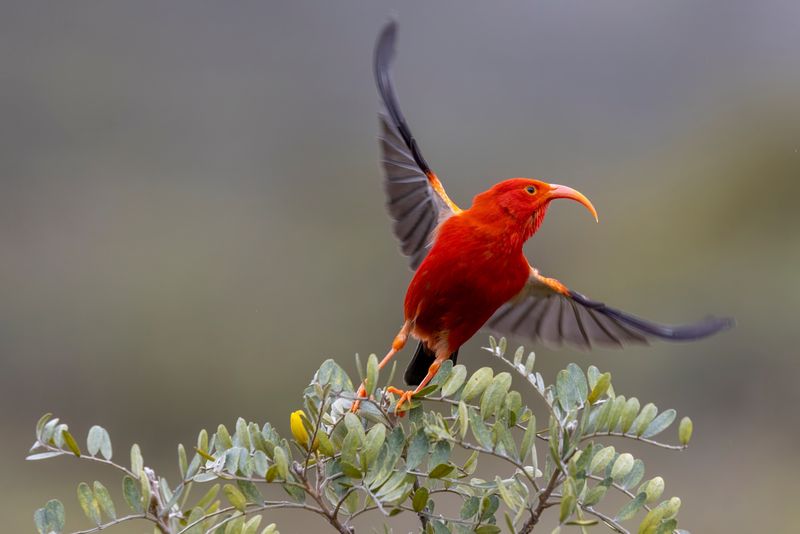 Protecting Endangered Native Birds