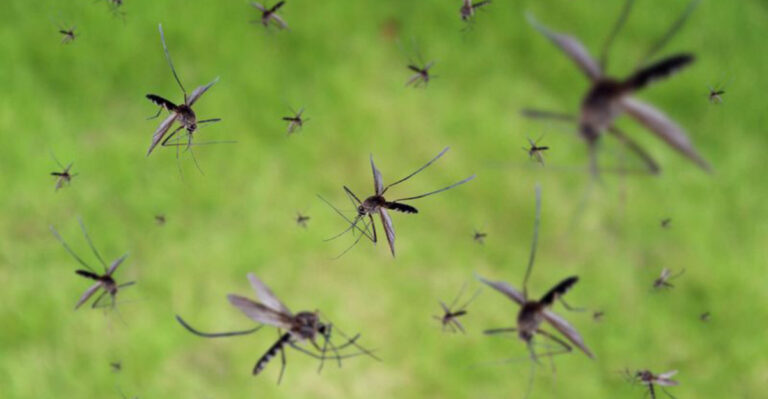 The Surprising Reasons Why Hawaii Is Dropping Millions Of Mosquitoes From The Sky