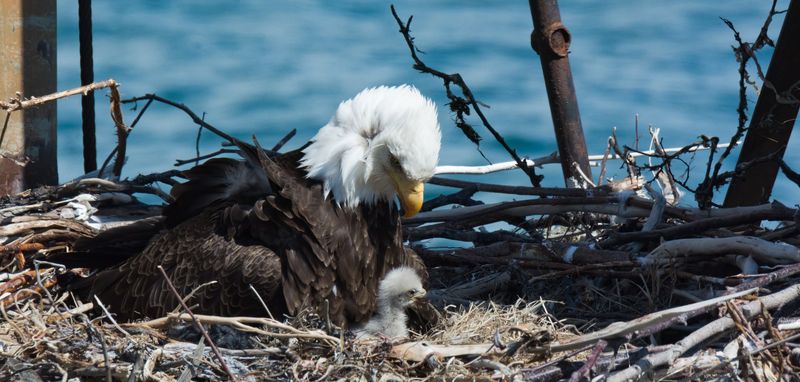 What's Next For The Bald Eagle In Northern California?