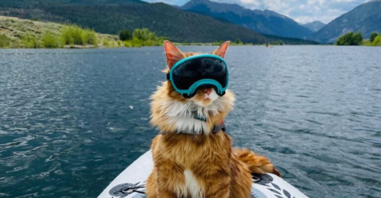 The Top 7 States Where Cats Live The Longest Based On Vet Data