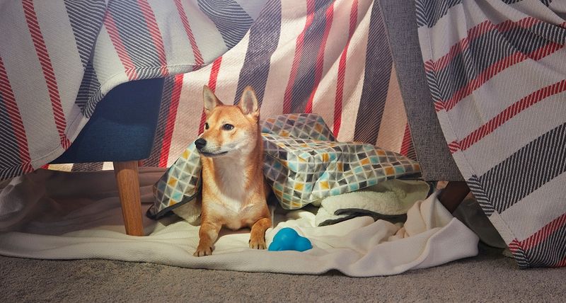 Creating A Safe Space For Your Dog During Fireworks