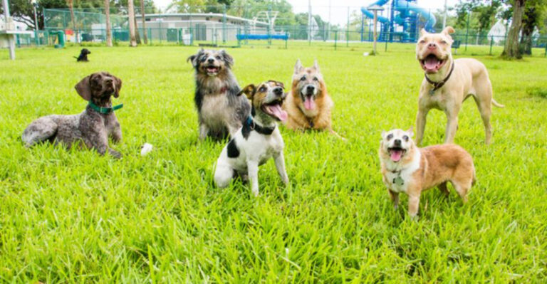 The Ultimate Guide To Introducing Your Pup To A Dog Park