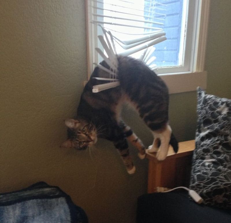 The 