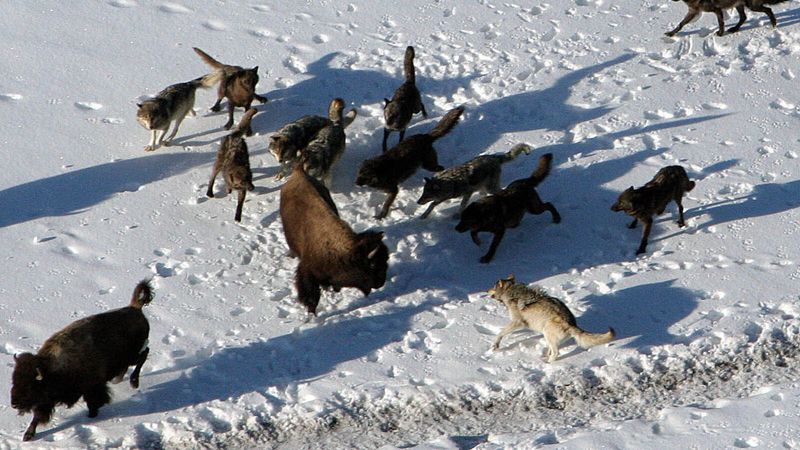 How The Pack's Size Impacts Wolf Behavior And Ecosystem Health