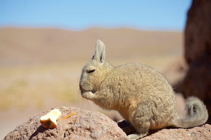 Their Diet: A Lazy Feeder Or A Master Of Foraging?