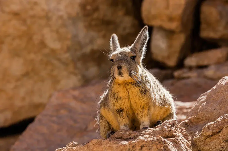 Viscacha's Behavior