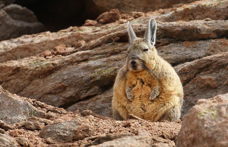 Why Does The Viscacha Look So Unbothered?