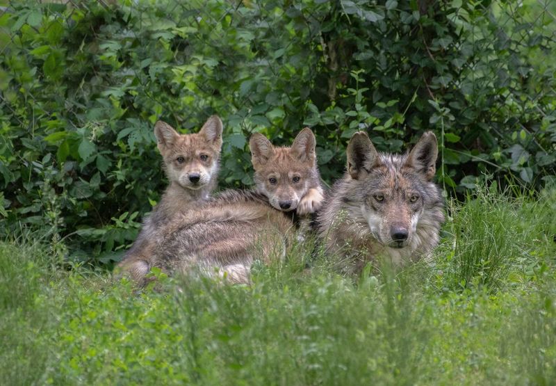 The American Red Wolf's Decline