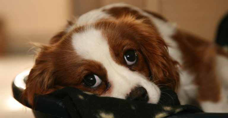 These 10 Dog Breeds Handle Separation The Worst, Here’s Why