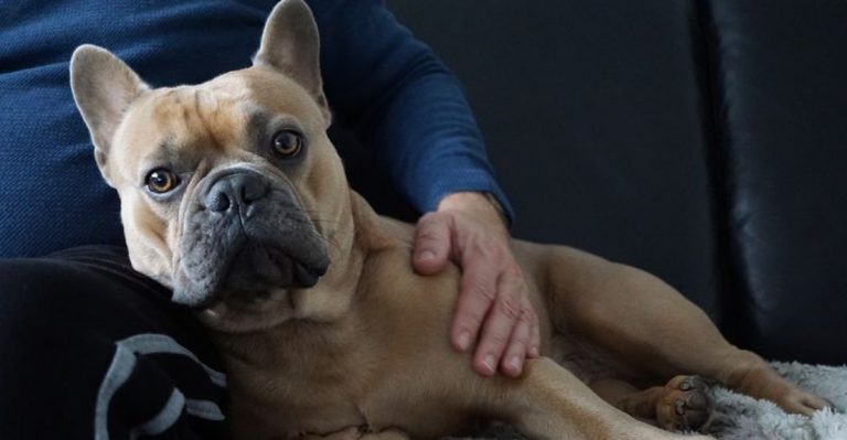 These 10 Dog Breeds Will Help End Your Loneliness, Experts Say