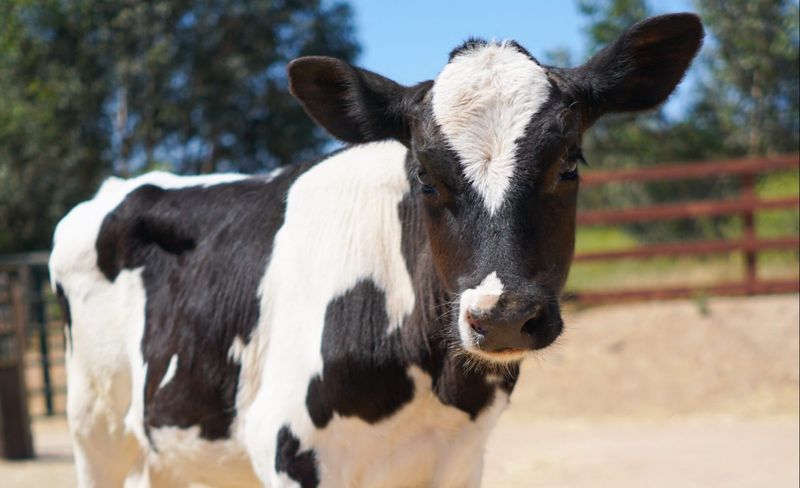 Dixon The Cow Went From Craigslist Calf To Sanctuary Sweetheart