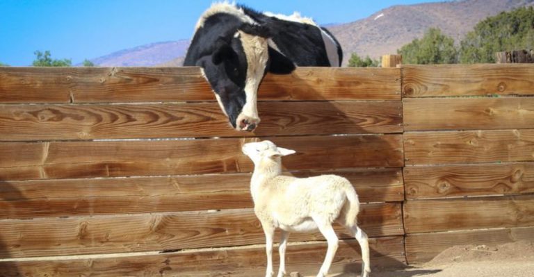 These 6 Rescue Farm Animals Went From Suffering To Living Their Best Lives