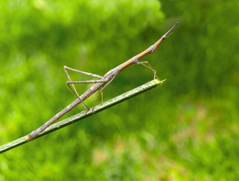Giant Walkingstick