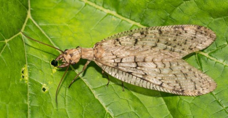 These Are The Largest Insects In Alabama And Where You Can Find Them