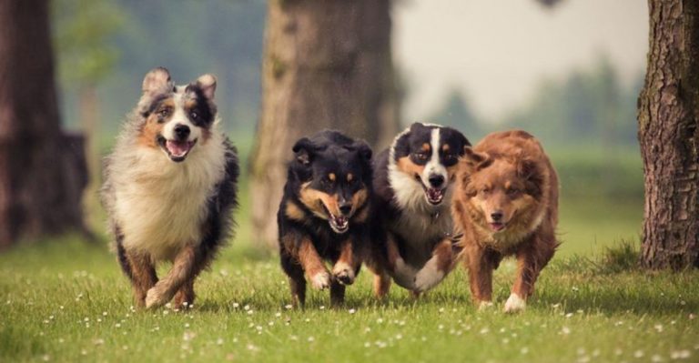 These Are The Most Dog-Obsessed Cities In America