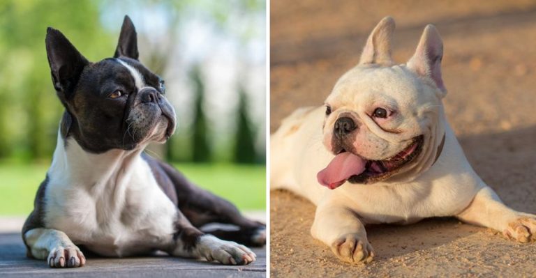 These Are The Most Popular Dog Breeds In New York City And Why Everyone Wants Them